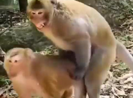 जानवर वाली सेक्सी मूवी वीडियो एचडी