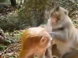जानवरों की च**** वीडियो फ्री डाउनलोड मोबाइल