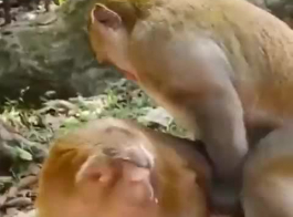 जानवर वाली सेक्स वीडियो